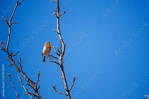 Obraz A stunningly beautiful finch sits on a tree branch. Fringílla coélebs 