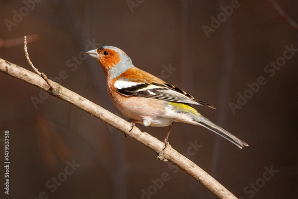 Obraz A stunningly beautiful finch sits on a tree branch. Fringílla coélebs 