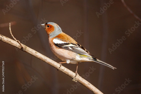 Obraz A stunningly beautiful finch sits on a tree branch. Fringílla coélebs 