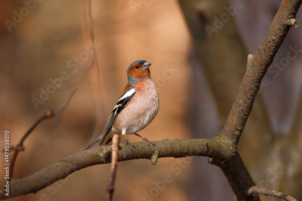 Obraz A stunningly beautiful finch sits on a tree branch. Fringílla coélebs 