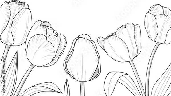 Obraz Group of tulips line art. Flower banner design vector illustration.