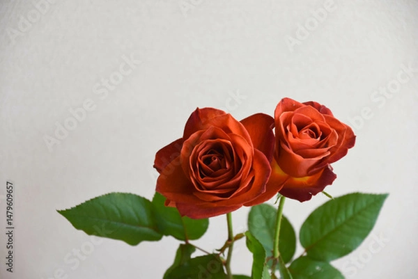 Fototapeta ブラウンのばら