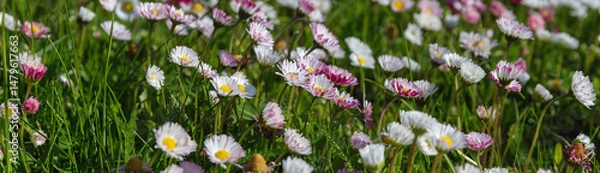 Fototapeta Horizontal banner with blooming wild daisies on green meadow, soft spring floral background for web header, eco-friendly design, botanical packaging, seasonal banner or site intro