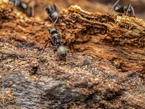 Obraz Close-Up View of Ants on Bark in Their Natural Habitat