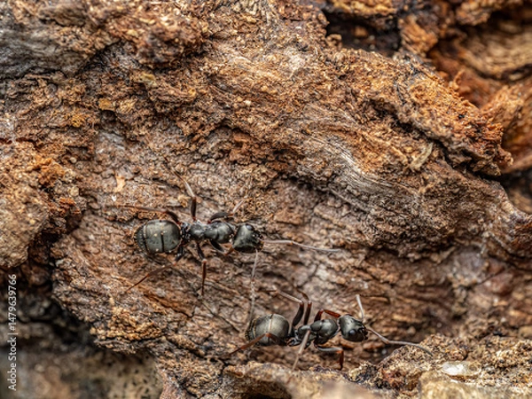 Obraz Close-Up View of Ants on Bark in Their Natural Habitat