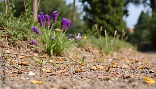 Fototapeta Vibrant purple grape hyacinths amidst a backdrop of natural beauty