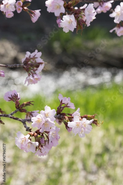 Fototapeta 桜