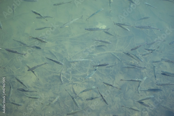 Fototapeta 浅瀬の小魚