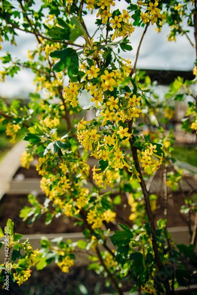 Fototapeta A blackcurrant bush during flowering. An ornamental shrub with yellow blossoms, fragrant, with green leaves.