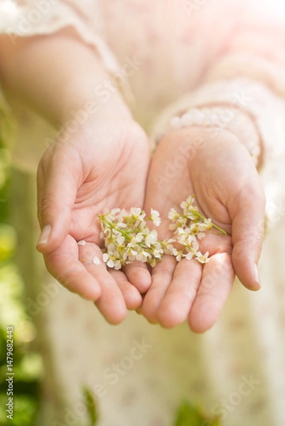 Fototapeta Branch of a blossoming flowers in a woman's hands. Spring blossom