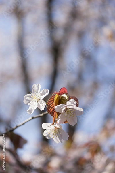 Obraz 桜