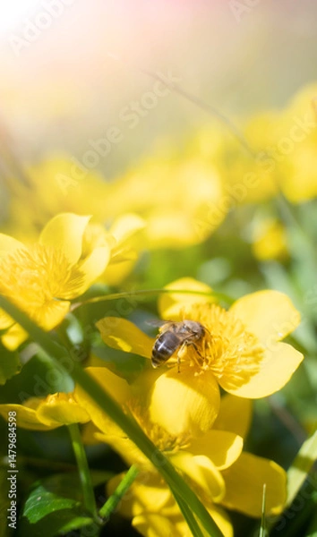Fototapeta Bee and flower. Close up of a large striped bee collects honey on a yellow flower on a Sunny bright day.