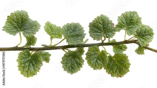 Fototapeta Close up botanical image of a creeping charlie plant branch showcasing vibrant green leaves isolated against a clean white background.