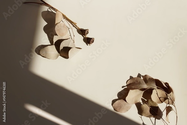 Fototapeta Abstract aesthetic minimalist beige background template with dry eucalyptus branches plant , sunlight shadow . copy space.Branding, product presentation, card mockup. Neutral earth colors.