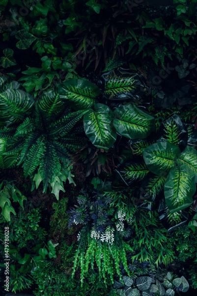 Obraz Group background of dark green tropical leaves. Green leaves pattern background. Green leaf texture,