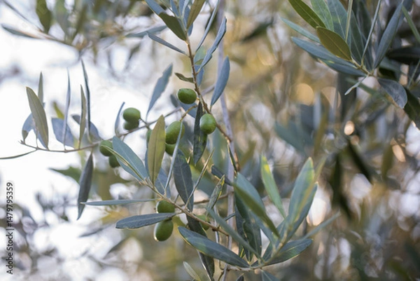 Obraz Olive tree branch with leaves in sunlight