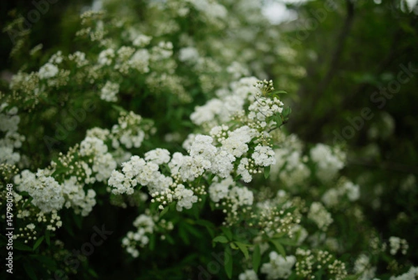 Fototapeta Spiraea Prunifolia f. simpliciflora, commonly known as Bridalwreath Spiraea, is a delightful flowering shrub that graces gardens with its ethereal beauty