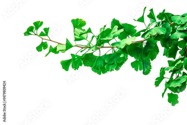 Fototapeta gingko leave  isolate on white background.