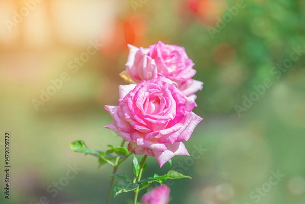 Fototapeta garden of rose bush on day noon light in spring season.