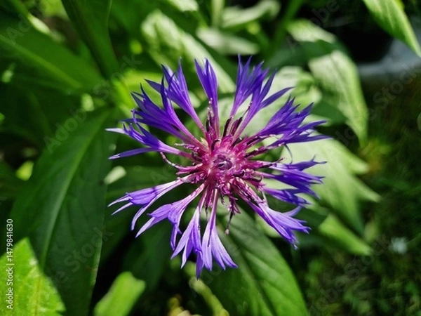 Obraz Berg-Flockenblume