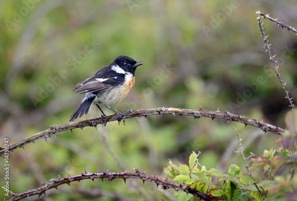 Obraz Tarier pâtre chantant