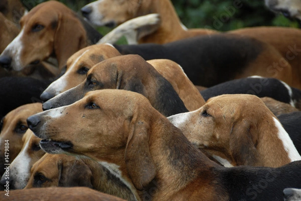 Obraz pakiet myśliwski