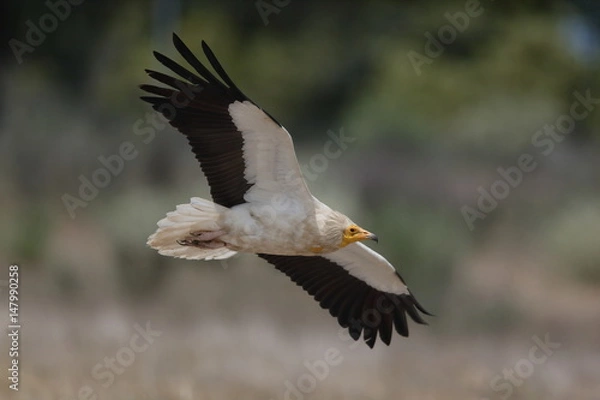 Fototapeta Capovaccaio