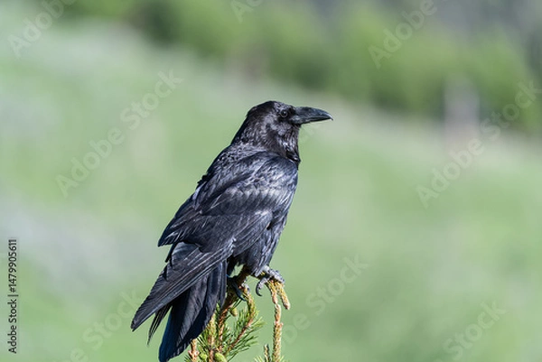 Obraz Raven on a small pine tree in Yellowstone National Park, Wyoming, USA