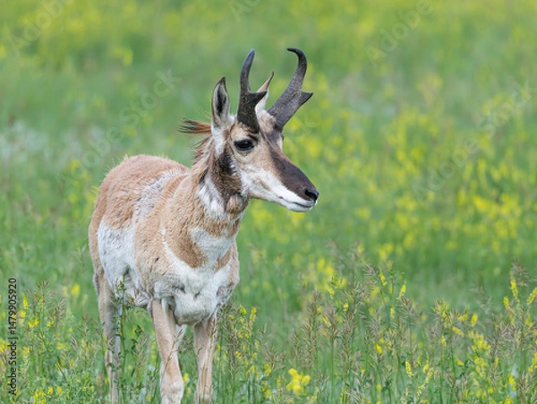 Obraz Male Pronghorn with Horns in Custer State Park, South Dakota, USA