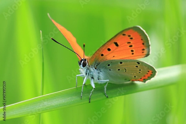 Fototapeta Large Copper, Lycaena dispar, beautiful red butterfly