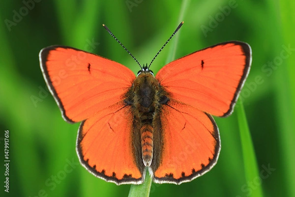 Fototapeta Large Copper, Lycaena dispar, beautiful red butterfly