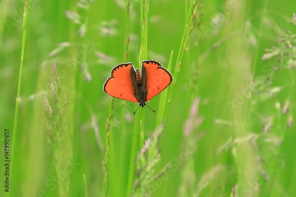 Fototapeta Large Copper, Lycaena dispar, beautiful red butterfly