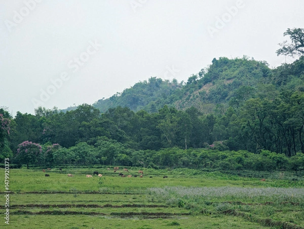 Fototapeta Cattle Grazing in Lush Green Valley Landscape. Peaceful rural scene surrounded by dense forest and rolling hills
