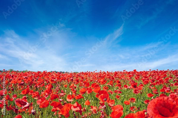 Obraz Vast field of red poppies in full bloom stretching to the horizon. The poppies cover the landscape under a bright blue sky with light clouds.