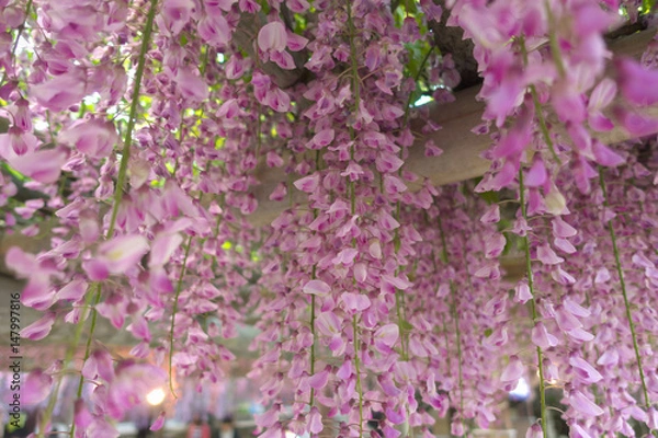 Obraz Wisteria floribunda