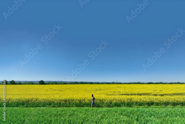 Fototapeta Aerial view of a runner jogging through nature, embracing fitness and freedom