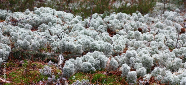 Fototapeta Big silvery spot of a lichen of an original form among a moss and the berry bushes.