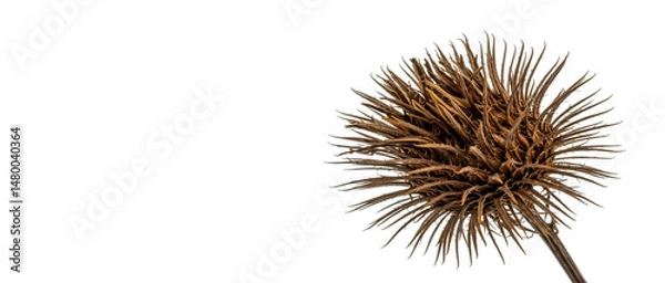 Obraz Close-up photograph of a dried brown burdock seed head isolated on a clean white background