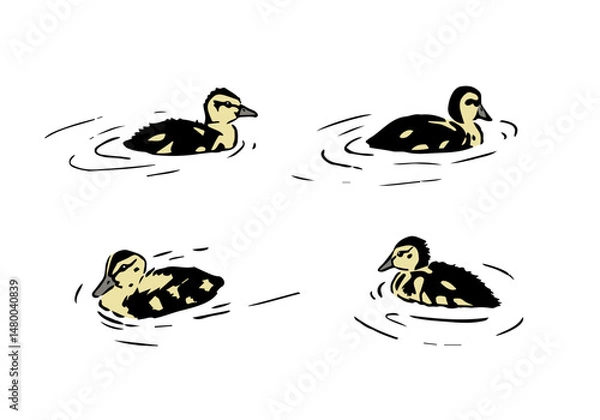 Obraz Duckling vector illustration. Set of a little wild ducklings swimming in the water. Young Mallard duck graphic sketch drawing for design materials