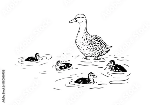 Obraz Mother duck with little ducklings hand-drawn marker sketch. Realistic illustration of a female mallard duck and her kids, swimming around her. Black and white graphic in vector