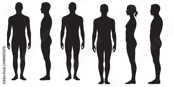 Fototapeta Male and Female Body Silhouettes Front and Side Views, Male Anatomy Diagrams Skeletal, Muscular, and Silhouette Views, human body anatomy, front, back, side view, vector woman and man