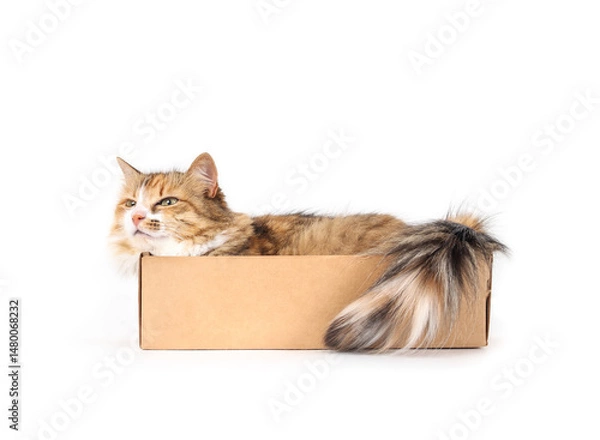 Fototapeta Isolated cat in cardboard box. Full body of cute kitty cat lying in small cardboard box, squeezed and stuffed inside. 4 years old, Long hair cat, calico or torbie. Selective focus. White background.