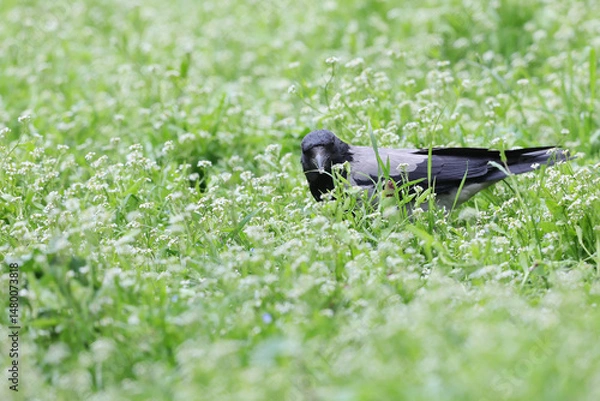 Fototapeta Hooded crow,Corvus cornix, searching food in the field of fresh green grass in spring season.
