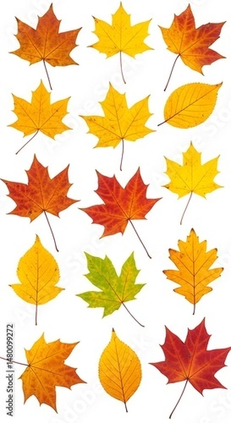 Obraz Autumn's Embrace: A Collection of Vibrant Maple Leaves