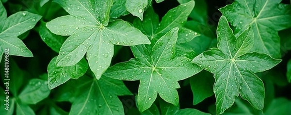 Obraz Lush green foliage, vibrant leaves glistening with morning dew.  Close-up view, rich texture