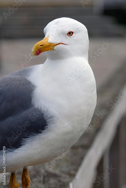 Obraz Getting close to a seagull in Galicia, Spain