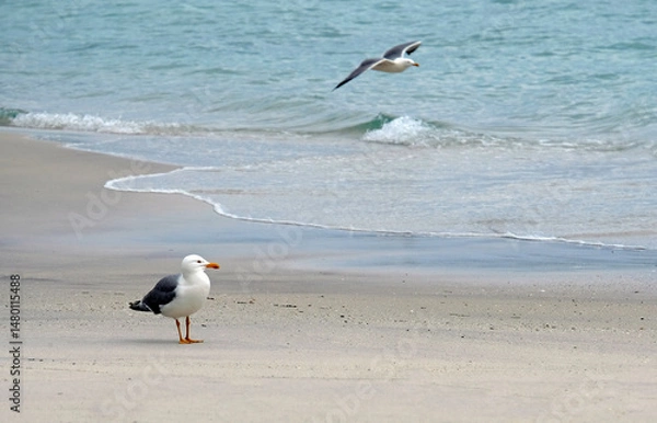 Obraz Coastal scene with seagulls on Illa de Faro in Galicia, Spain