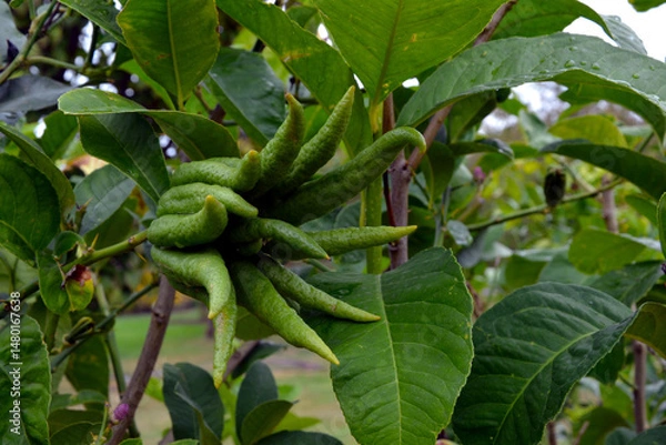 Obraz Citrus medica or the fingered citron, is a citron variety whose fruit is segmented into finger-like sections. Other name: Buddha's hand. Green fruit of Citrus medica