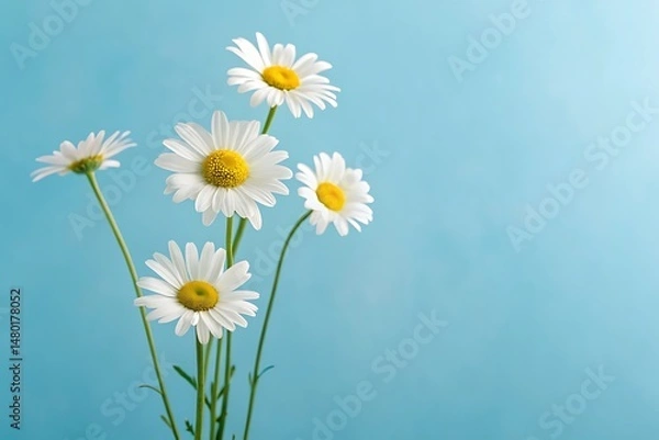 Fototapeta Natural chamomile flowers on light blue background – wellness and spa theme