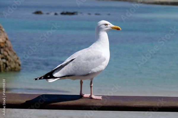 Obraz Seagull